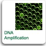 DNA Amplification