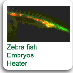 fish embryos heater